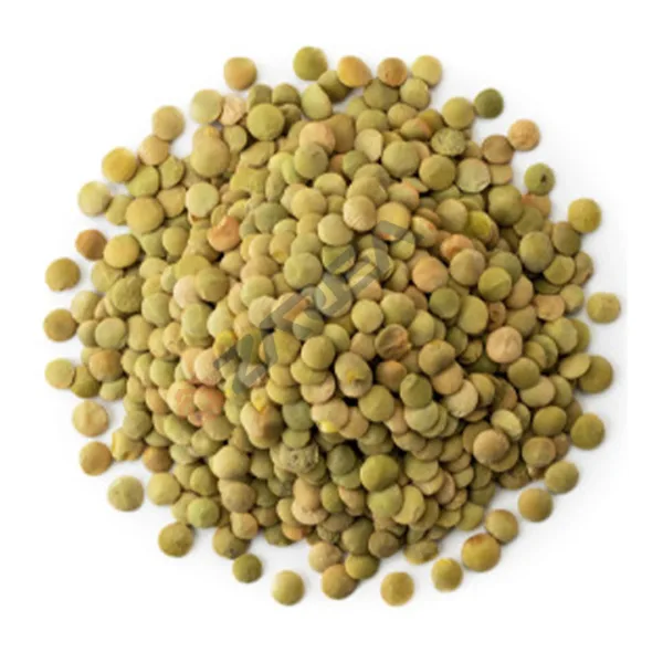 Lentil Seeds